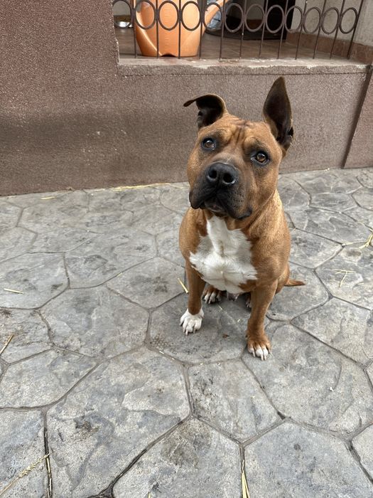 Urgent. Se dă spre adopție Amstaff