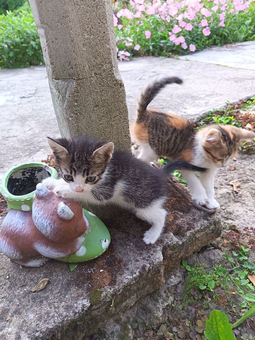 Подарявам котенца