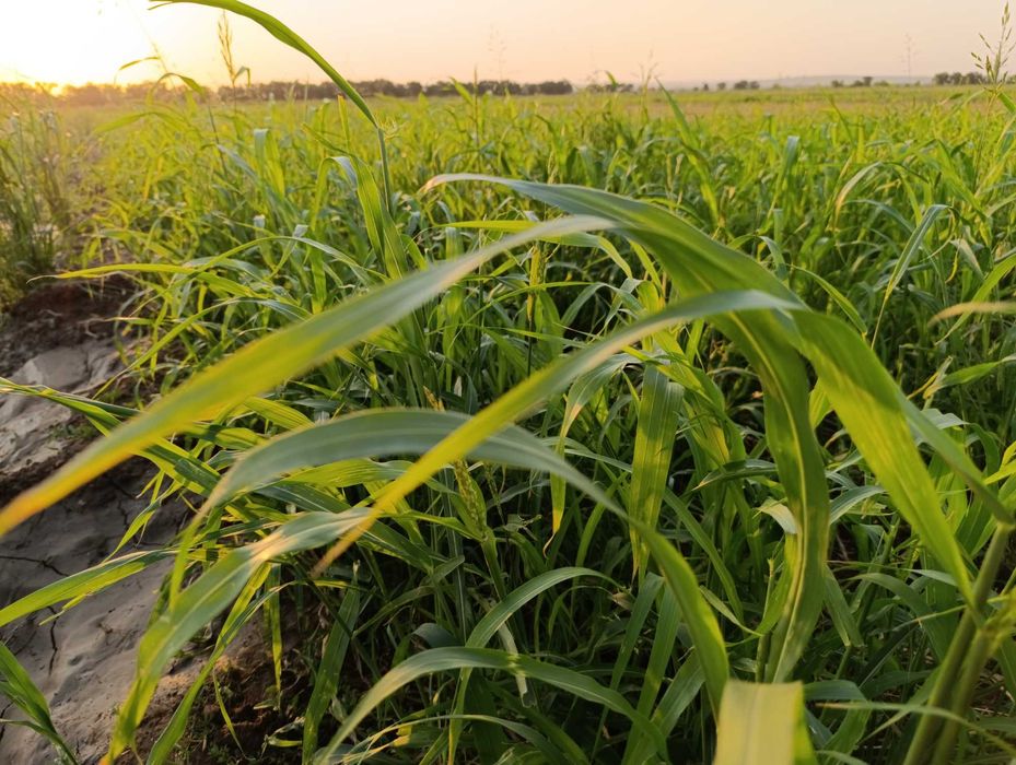 Сено,сено,сено,сено