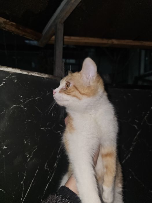 Mushuk bolachasi 6 oylik xadiyaga beriladi