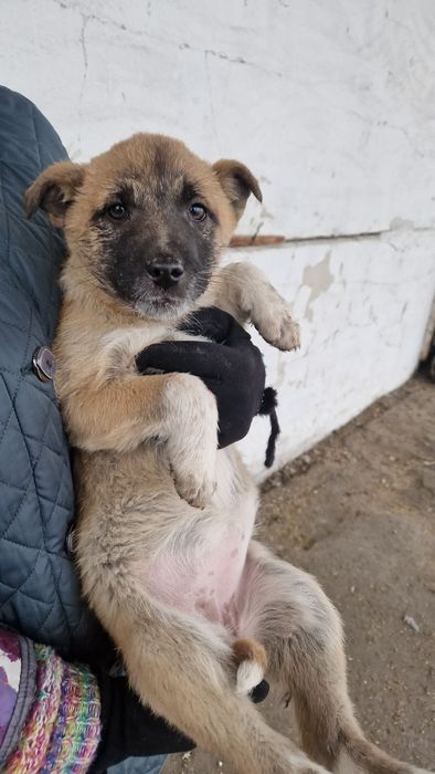 Щенки в добрые руки