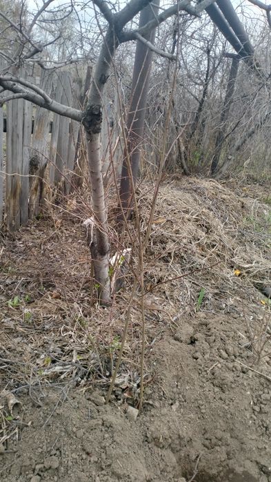 Продам саженцы терна