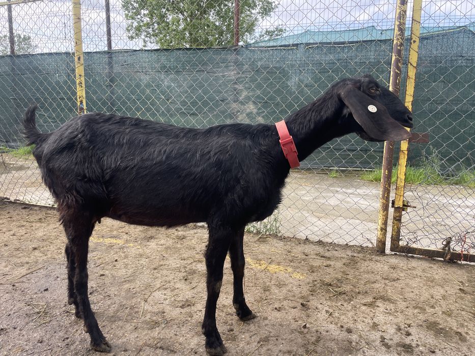 Capra Anglo-nubiana cu pedigree + ieduta si ied