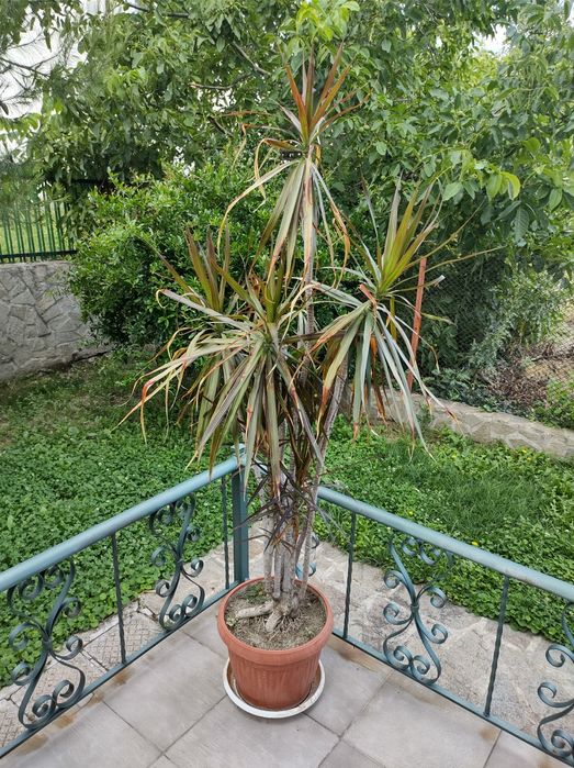 Домашни растения