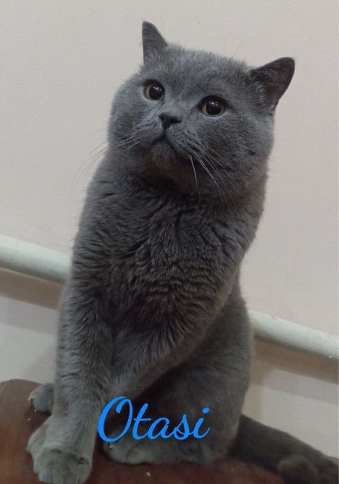 Britan mushukcha sotiladi