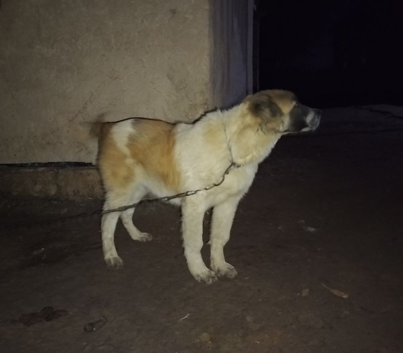 Alabay kushik 5 ayliq