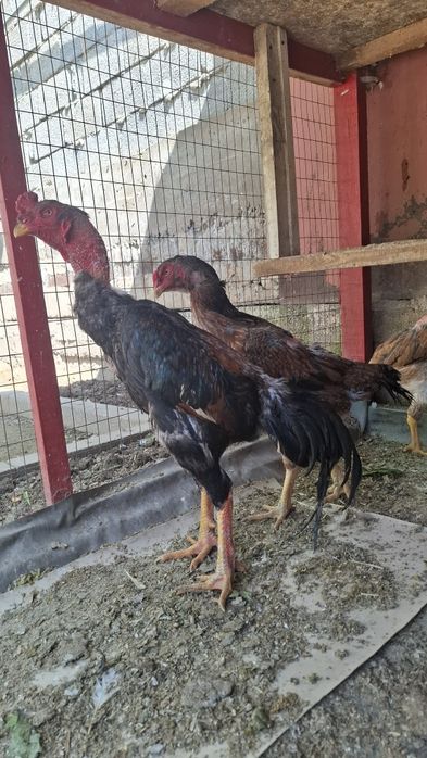 дакан, бойцов шамо