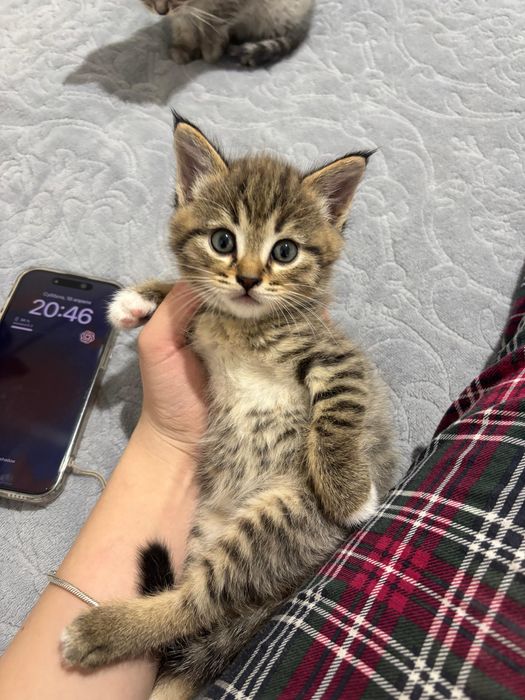 Скоттиш страйт котята