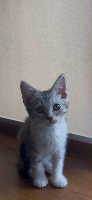 Кошка шотландская