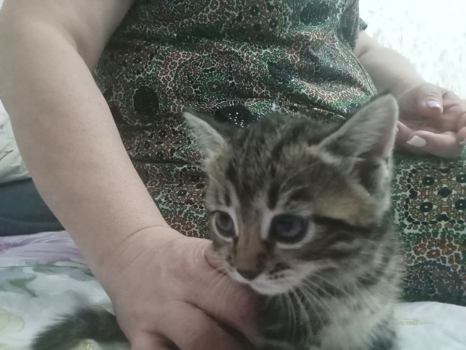 Красивые котятки