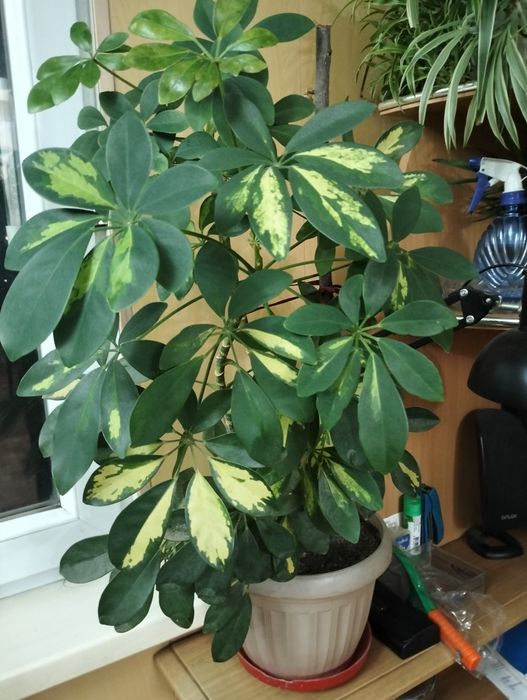 Комнатные цветы для дома и офиса