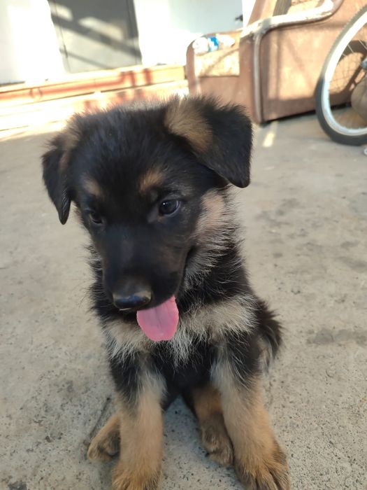 Продам щенков немецкой овчарки