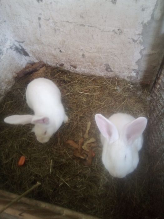 Vând două iepuroaice