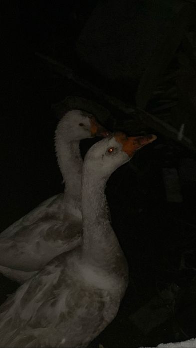 Продам гусей мальчик и девочка выывыыыыыыыыы