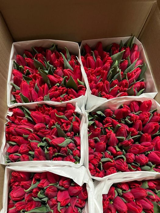 Тюльпаны к 8 марта