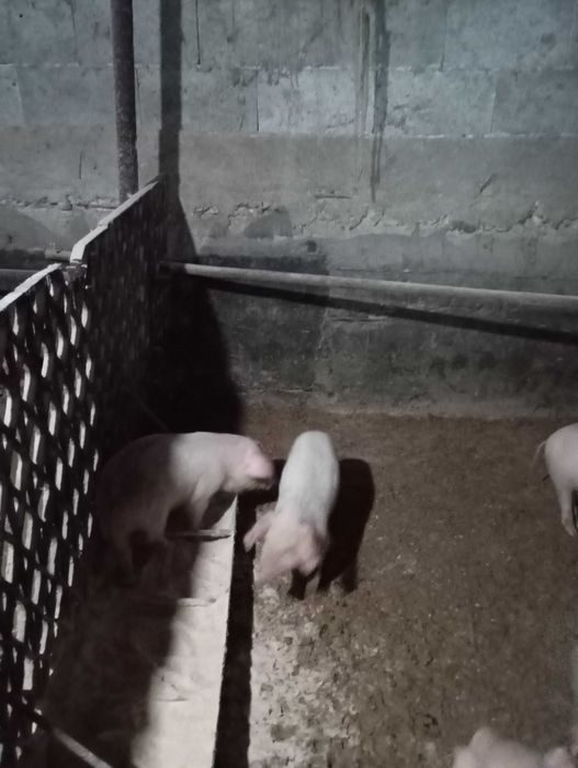 Продавам прасенца