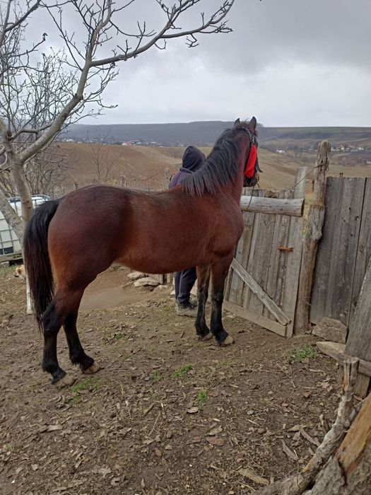 Vând iapă în vârstă de 10 ani