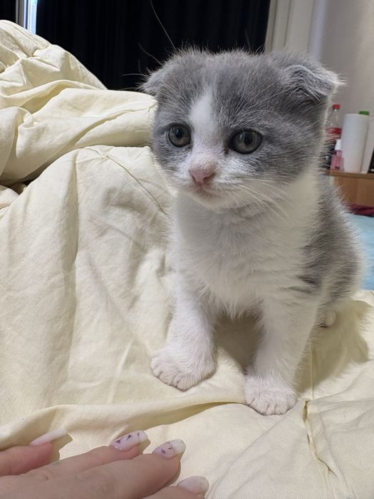 Шотландский кошка