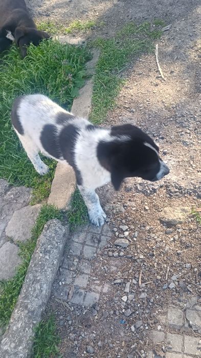 Подаряват се Каракачанки