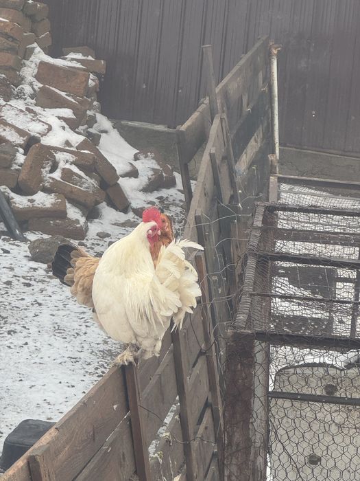 Cocosei pitici din primavara