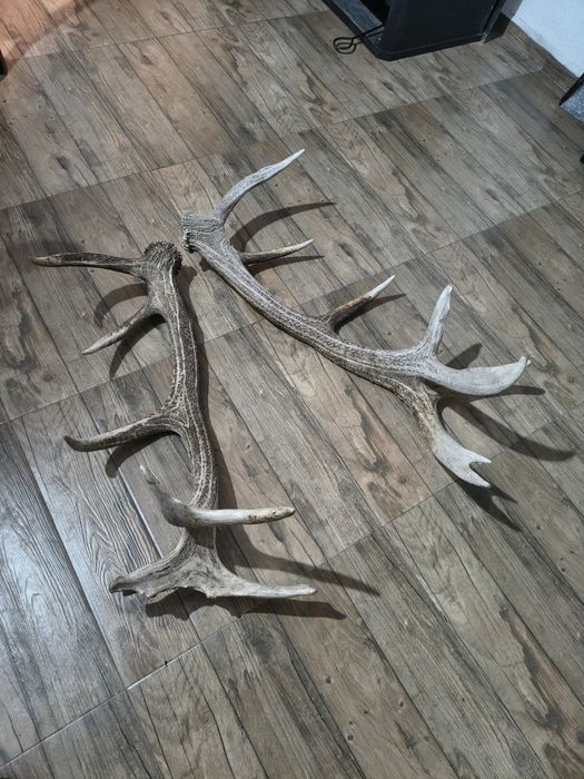 Рога от елен ...