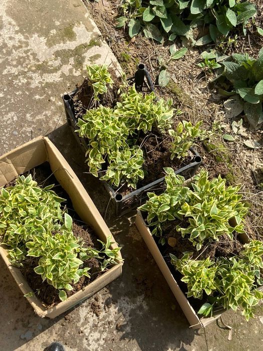 Барвинок сотилади