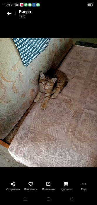 Котята даром в добрые руки