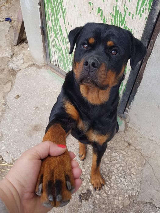 Rottweiler-продават се 5 женски Ротвайлерчета ,чистокръвни с родословие.