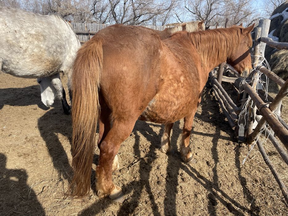 Продам лошадей кобыл