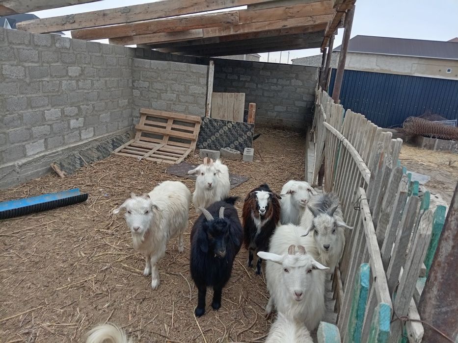 Ешкілер сатылады