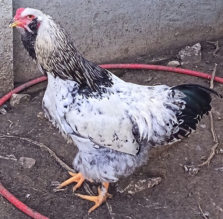 Cocoși Australoro, Ameraucana și prepelițe ouătoare