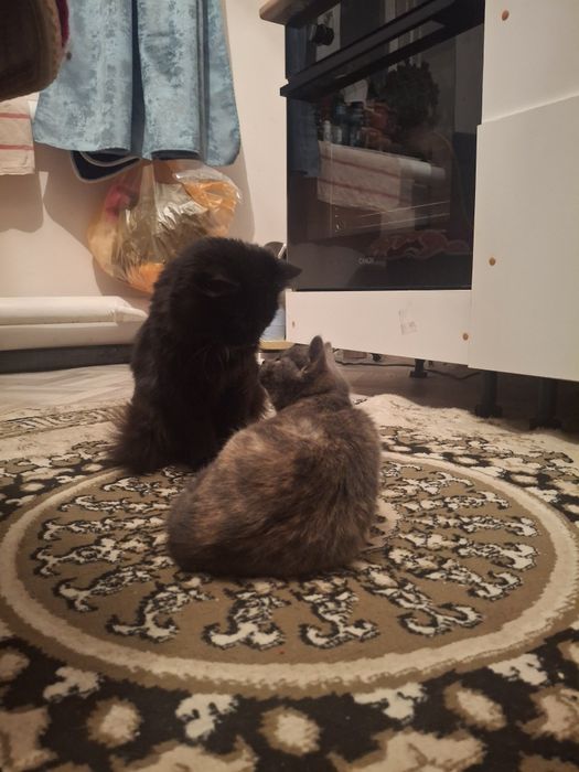 отдам котенка  в добрые руки