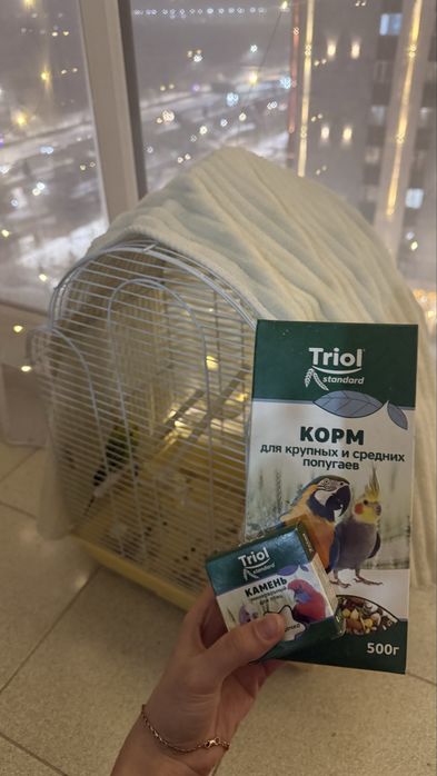 Попугай волнистый