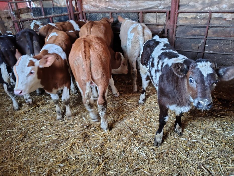 Viței înțărcați 130-140 media