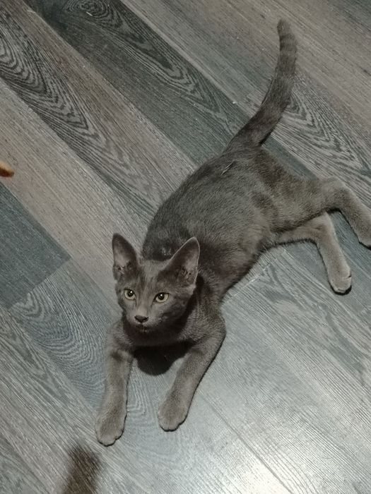 Russian blue mushugi
