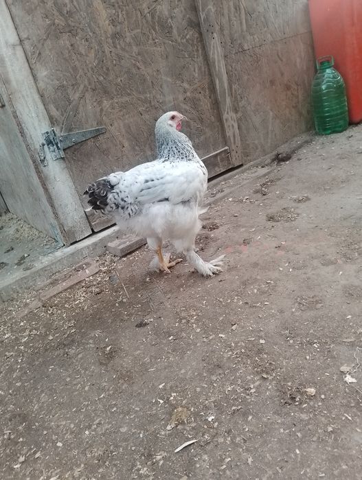 Puii Brahma , Moțată olandeză, și puii de găină de casă.