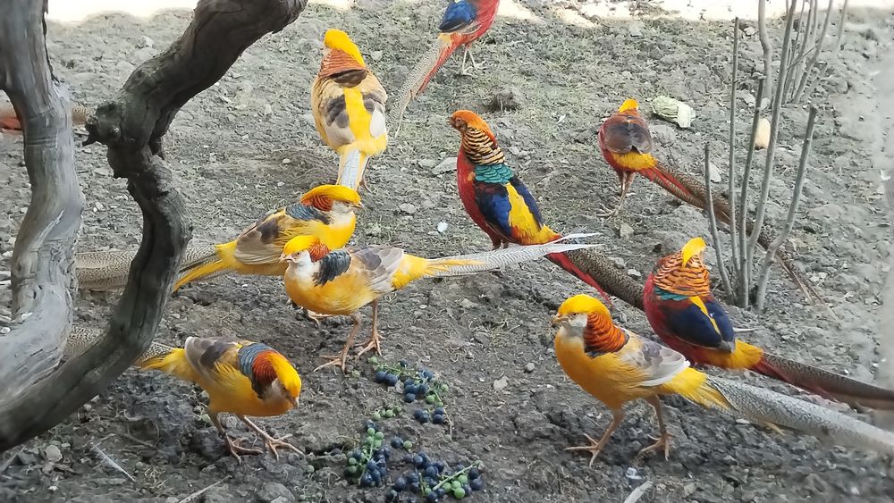 Fazani exotici auriu pe roșu , păuni ,rate mandarin .