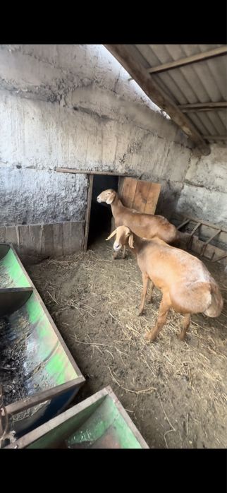 Арашан саулық қойлар