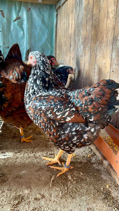 Oua Wyandotte Wiandotte Portelan precomenzi trimit in tara