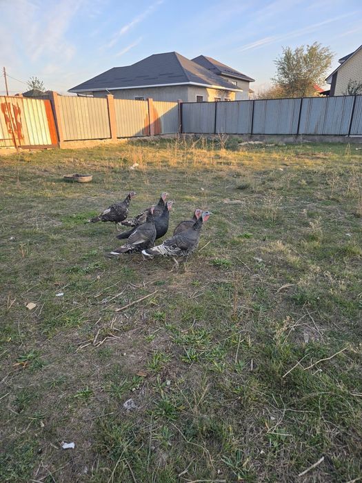 Индаутки здоровые