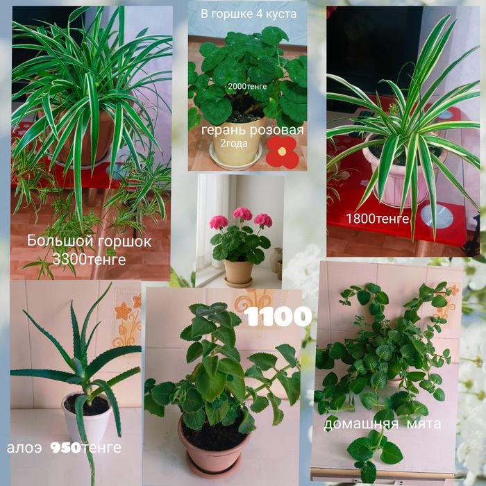 Комнатные разные цветы