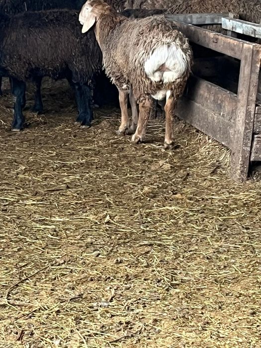 Продам Гиссарских баранчиков