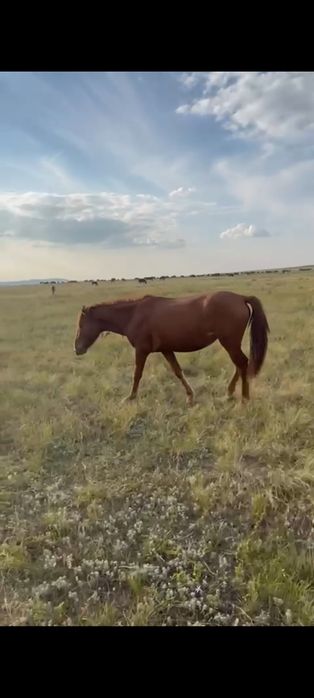 Жылқы сатылады оптом.