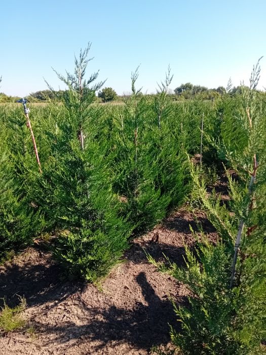 Vând chiparos leylandi Direct producător