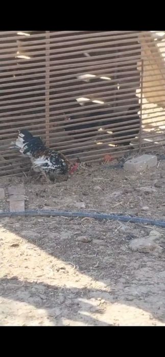 Японский қораздар сатылады