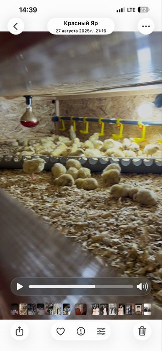 Продам брудеры 6 шт