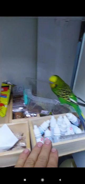 Qush cha qo‘lga o‘rgatilgan