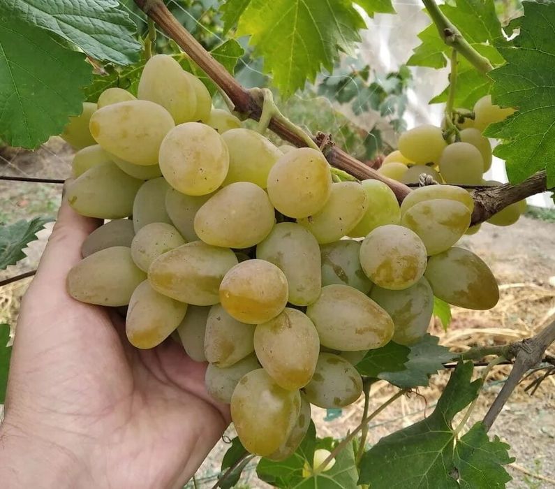 Куст винограда «Монарх»