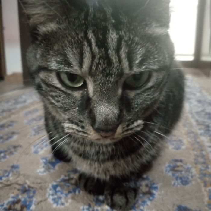 Кошка , отдаю в добрые руки