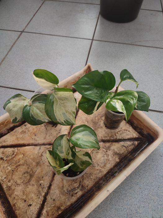 Эпипремнум манжула